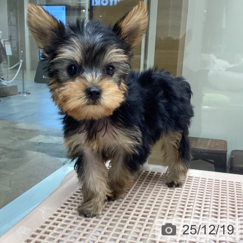 ヨークシャー・テリアの写真