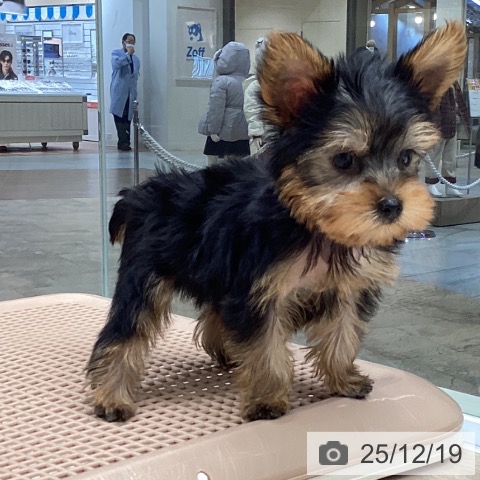 ヨークシャー・テリアの写真