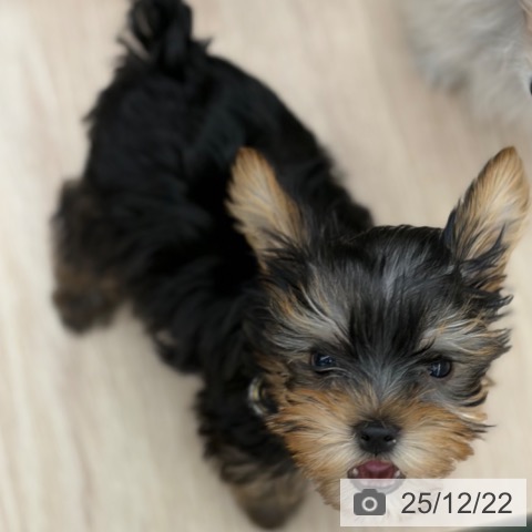 京都府のヨークシャーテリア (ペットプラス 京都桂川店/2025年10月17日生まれ/男の子/スチールブルータン)の子犬の4枚目の画像