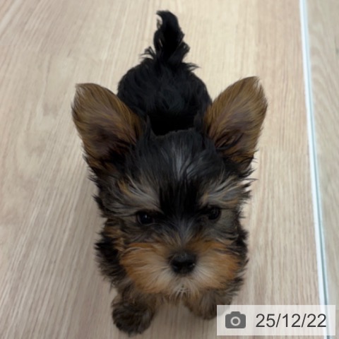 京都府のヨークシャーテリア (ペットプラス 京都桂川店/2025年10月17日生まれ/男の子/スチールブルータン)の子犬の3枚目の画像