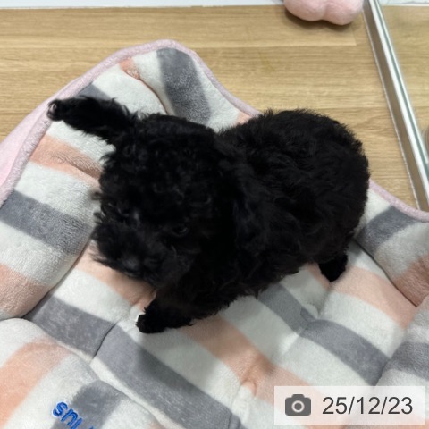大阪府のトイプードル(トイ) (ペットプラス 四條畷店/2025年10月13日生まれ/男の子/ブラック)の子犬の4枚目の画像