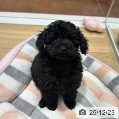 大阪府のトイプードル(トイ) (ペットプラス 四條畷店/2025年10月13日生まれ/男の子/ブラック)の子犬の3枚目の画像