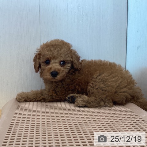 香川県のトイプードル(トイ) (ペットプラス 高松店/2025年10月18日生まれ/男の子/アプリコット)の子犬の3枚目の画像