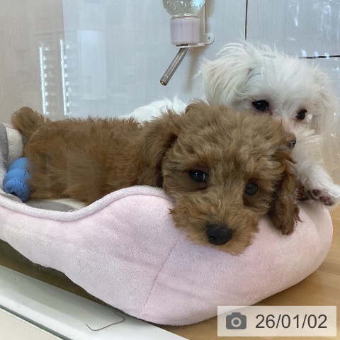 香川県のトイプードル(トイ) (ペットプラス 高松店/2025年10月18日生まれ/男の子/アプリコット)の子犬の3枚目の画像