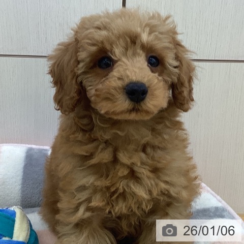 香川県のトイプードル(トイ) (ペットプラス 高松店/2025年10月18日生まれ/男の子/アプリコット)の子犬の3枚目の画像