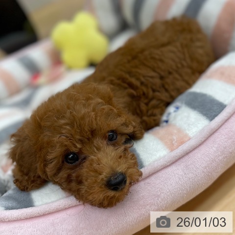 京都府のトイプードル(トイ) (ペットプラス 醍醐店/2025年10月18日生まれ/女の子/レッド)の子犬の3枚目の画像