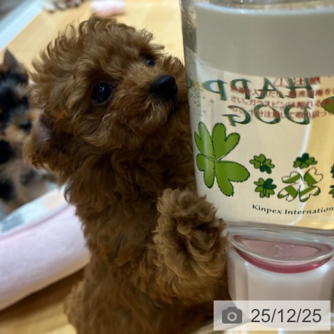 奈良県のトイプードル(トイ) (ペットプラス 大和郡山店/2025年10月18日生まれ/女の子/レッド)の子犬の4枚目の画像