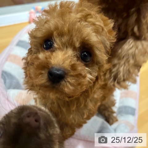 奈良県のトイプードル(トイ) (ペットプラス 大和郡山店/2025年10月18日生まれ/女の子/レッド)の子犬の3枚目の画像