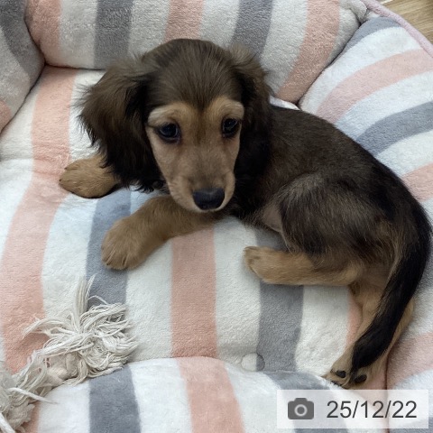 愛媛県のミニチュアダックスフンド(ロング) (ペットプラス 新居浜店/2025年10月18日生まれ/男の子/シェーデットイエロー)の子犬の4枚目の画像