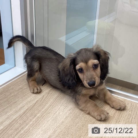 愛媛県のミニチュアダックスフンド(ロング) (ペットプラス 新居浜店/2025年10月18日生まれ/男の子/シェーデットイエロー)の子犬の3枚目の画像