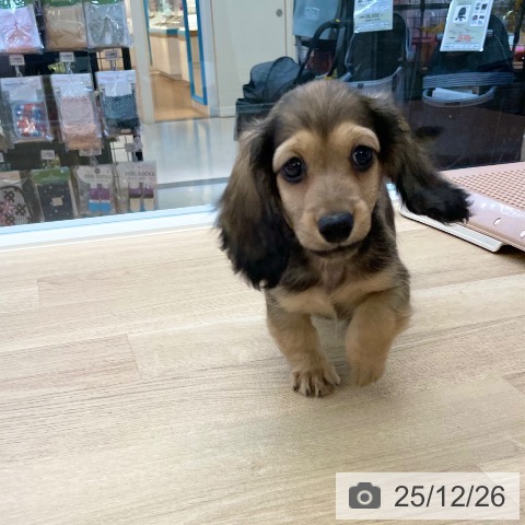 愛媛県のミニチュアダックスフンド(ロング) (ペットプラス 新居浜店/2025年10月18日生まれ/男の子/シェーデットイエロー)の子犬の4枚目の画像