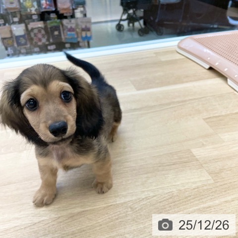 愛媛県のミニチュアダックスフンド(ロング) (ペットプラス 新居浜店/2025年10月18日生まれ/男の子/シェーデットイエロー)の子犬の3枚目の画像