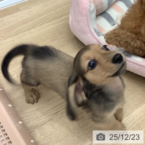 大阪府のミニチュアダックスフンド(ロング) (ペットプラス りんくう泉南店/2025年10月18日生まれ/男の子/シェーデットイエロー)の子犬の3枚目の画像