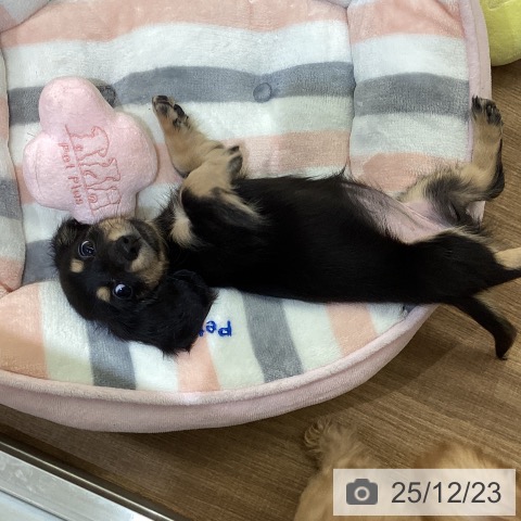 鳥取県のミニチュアダックスフンド(ロング) (ペッツワン 日吉津店/2025年10月18日生まれ/女の子/ブラックイエロー)の子犬の3枚目の画像