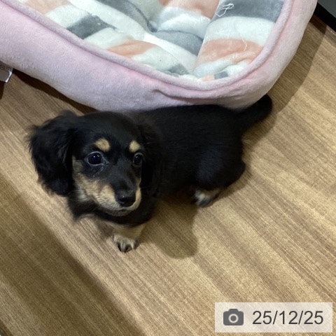 鳥取県のミニチュアダックスフンド(ロング) (ペッツワン 日吉津店/2025年10月18日生まれ/女の子/ブラックイエロー)の子犬の3枚目の画像