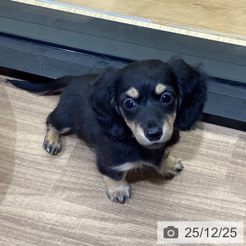 鳥取県のミニチュアダックスフンド(ロング) (ペッツワン 日吉津店/2025年10月18日生まれ/女の子/ブラックイエロー)の子犬の4枚目の画像