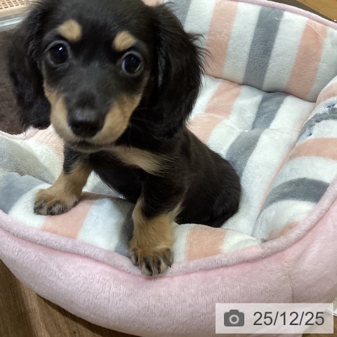 鳥取県のミニチュアダックスフンド(ロング) (ペッツワン 日吉津店/2025年10月18日生まれ/女の子/ブラックイエロー)の子犬の3枚目の画像