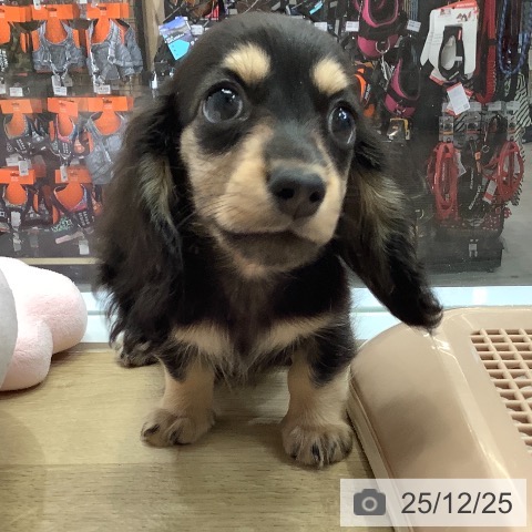 ミニチュア・ダックスフンドの写真