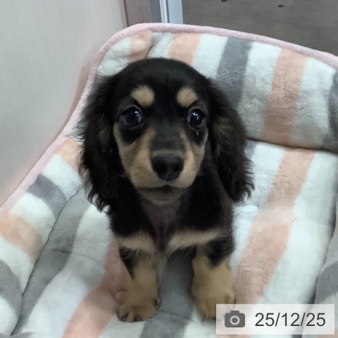 ミニチュア・ダックスフンドの写真