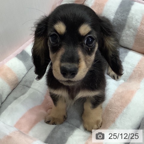 兵庫県のミニチュアダックスフンド(ロング) (ペットプラス 明石店/2025年10月18日生まれ/女の子/ブラックイエロー)の子犬の4枚目の画像