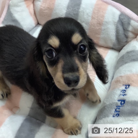 兵庫県のミニチュアダックスフンド(ロング) (ペットプラス 明石店/2025年10月18日生まれ/女の子/ブラックイエロー)の子犬の3枚目の画像