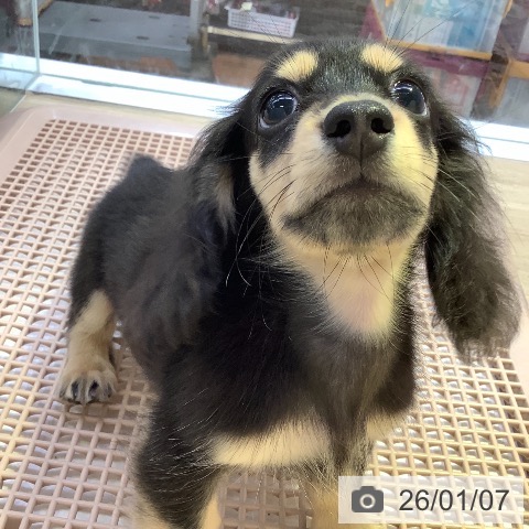 兵庫県のミニチュアダックスフンド(ロング) (ペットプラス 明石店/2025年10月18日生まれ/女の子/ブラックイエロー)の子犬の3枚目の画像