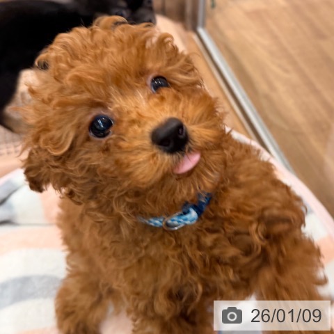 岡山県のトイプードル(トイ) (ペッツワン 岡山南店/2025年10月18日生まれ/男の子/レッド)の子犬の4枚目の画像