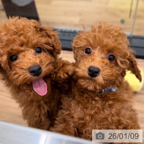 岡山県のトイプードル(トイ) (ペッツワン 岡山南店/2025年10月18日生まれ/男の子/レッド)の子犬の3枚目の画像