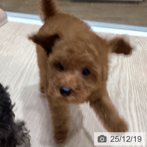 大阪府のトイプードル(トイ) (ペットプラス 堺鉄砲町店/2025年10月18日生まれ/女の子/レッド)の子犬の4枚目の画像