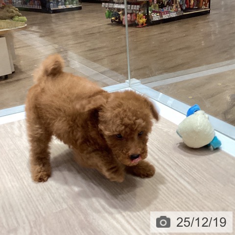 大阪府のトイプードル(トイ) (ペットプラス 堺鉄砲町店/2025年10月18日生まれ/女の子/レッド)の子犬の3枚目の画像