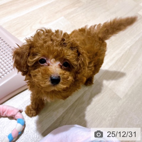 大阪府のトイプードル(トイ) (ペットプラス イオン大日店/2025年10月18日生まれ/女の子/レッド)の子犬の3枚目の画像