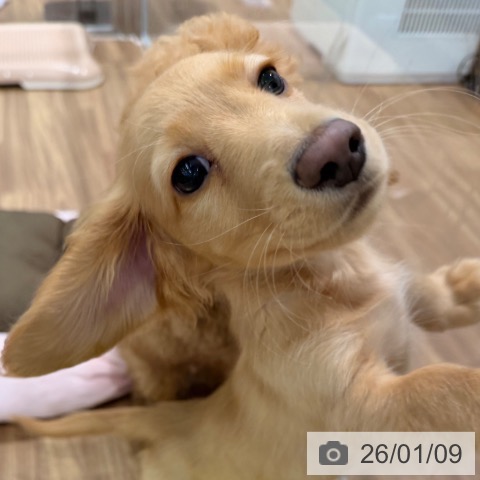 岡山県のミニチュアダックスフンド(ロング) (ペッツワン 岡山南店/2025年10月17日生まれ/男の子/レディシュイエロー)の子犬の4枚目の画像