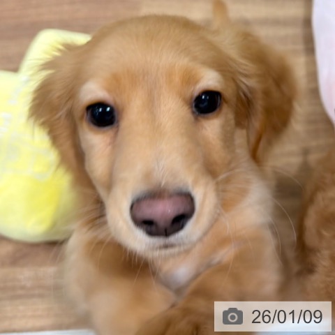 岡山県のミニチュアダックスフンド(ロング) (ペッツワン 岡山南店/2025年10月17日生まれ/男の子/レディシュイエロー)の子犬の3枚目の画像