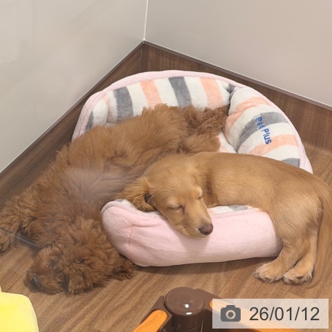 徳島県のミニチュアダックスフンド(ロング) (ペットプラス 徳島店/2025年10月17日生まれ/男の子/レディシュイエロー)の子犬の3枚目の画像