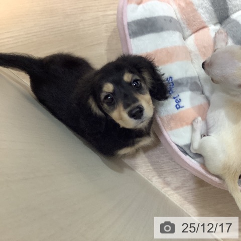 岡山県のミニチュアダックスフンド(ロング) (ペットプラス 岡山店/2025年10月17日生まれ/男の子/ブラックイエロー)の子犬の3枚目の画像