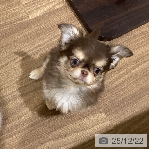 鳥取県のチワワ(ロング) (ペッツワン 日吉津店/2025年10月13日生まれ/男の子/チョコレートクリーム)の子犬の3枚目の画像