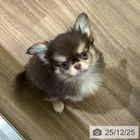 鳥取県のチワワ(ロング) (ペッツワン 日吉津店/2025年10月13日生まれ/男の子/チョコレートクリーム)の子犬の4枚目の画像