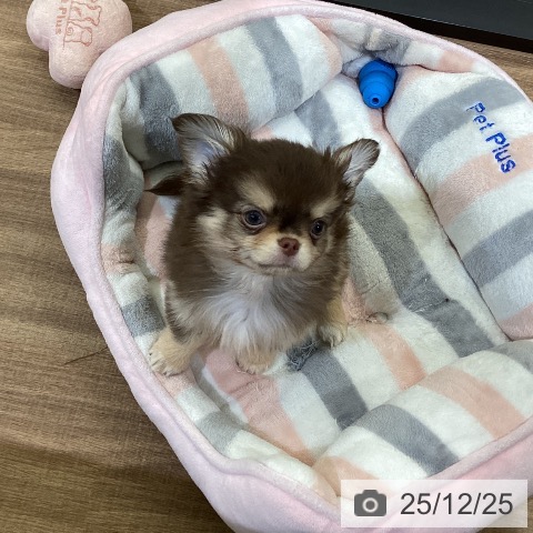 鳥取県のチワワ(ロング) (ペッツワン 日吉津店/2025年10月13日生まれ/男の子/チョコレートクリーム)の子犬の3枚目の画像