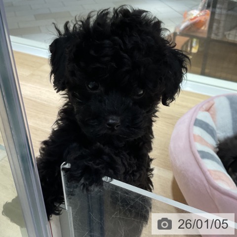 神奈川県のトイプードル(トイ) (ペットプラス 湘南平塚店/2025年10月15日生まれ/女の子/ブラック)の子犬の3枚目の画像