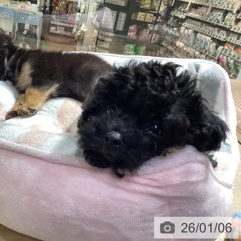 神奈川県のトイプードル(トイ) (ペットプラス 湘南平塚店/2025年10月15日生まれ/女の子/ブラック)の子犬の3枚目の画像