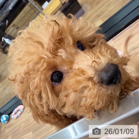 岡山県のトイプードル(トイ) (ペッツワン 岡山南店/2025年10月20日生まれ/男の子/アプリコット)の子犬の4枚目の画像