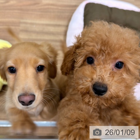 岡山県のトイプードル(トイ) (ペッツワン 岡山南店/2025年10月20日生まれ/男の子/アプリコット)の子犬の3枚目の画像