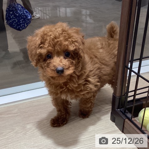 トイ・プードルの写真