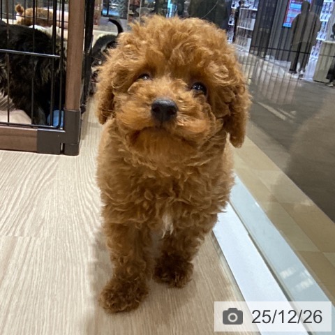 トイ・プードルの写真