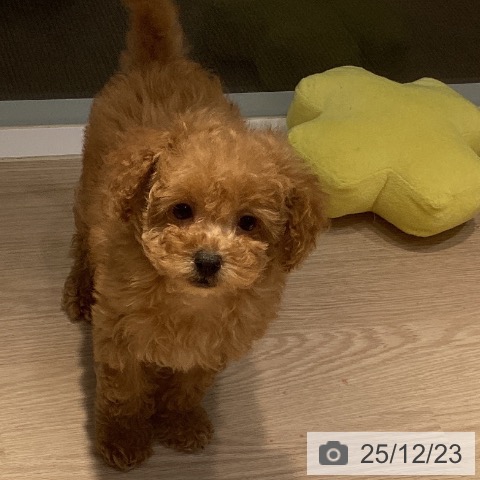 岡山県のトイプードル(トイ) (ペットプラス 岡山店/2025年10月20日生まれ/女の子/アプリコット)の子犬の4枚目の画像