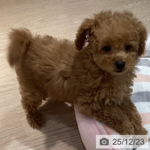 岡山県のトイプードル(トイ) (ペットプラス 岡山店/2025年10月20日生まれ/女の子/アプリコット)の子犬の3枚目の画像