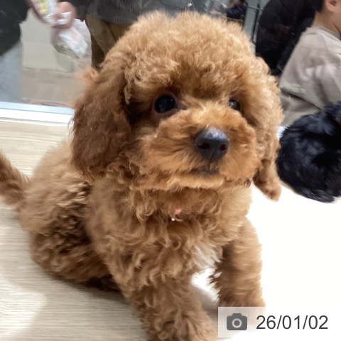 徳島県のトイプードル(トイ) (ペットプラス 徳島店/2025年10月20日生まれ/女の子/レッド)の子犬の4枚目の画像