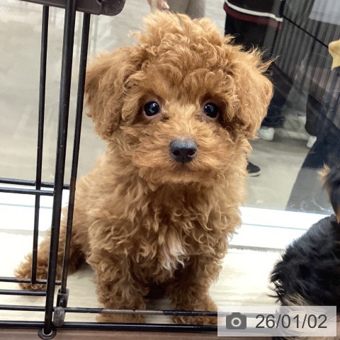 徳島県のトイプードル(トイ) (ペットプラス 徳島店/2025年10月20日生まれ/女の子/レッド)の子犬の3枚目の画像