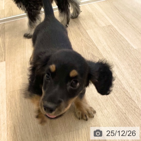 愛媛県のミニチュアダックスフンド(ロング) (ペットプラス 新居浜店/2025年10月16日生まれ/男の子/ブラックタン)の子犬の3枚目の画像