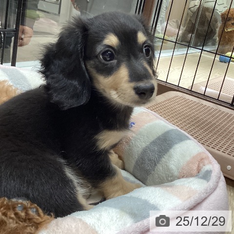 徳島県のミニチュアダックスフンド(ロング) (ペットプラス 徳島店/2025年10月21日生まれ/男の子/ブラックイエロー)の子犬の4枚目の画像